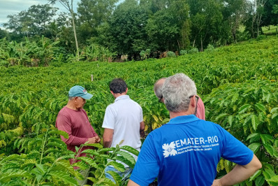 Produção de café é priorizada visando tornar o município referência regional