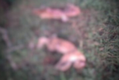 Duas onças-pardas são mortas em MS; entenda o que a polícia investiga