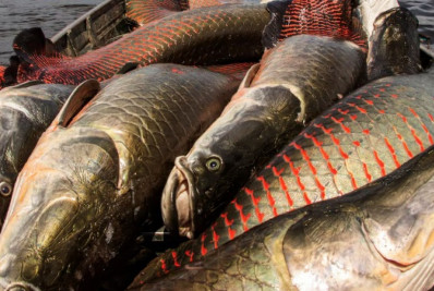 Peixe amazônico gigante surge em rios da Bahia e ameaça outras espécies