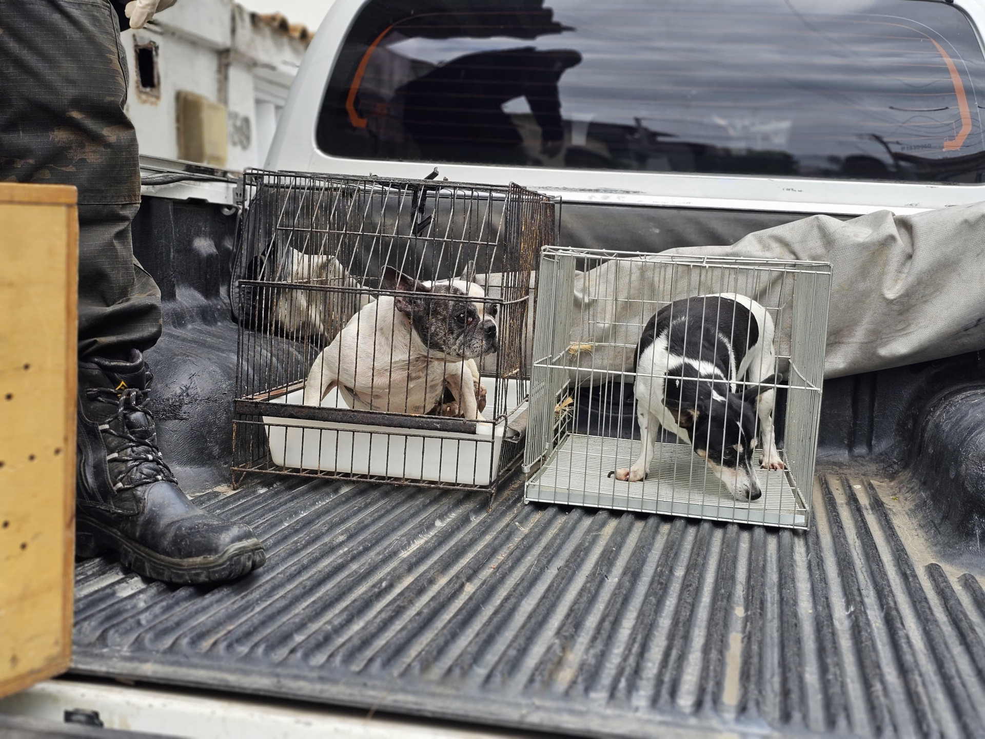 Animais são resgatados em operação contra maus-tratos em Arraial do Cabo; responsável foi preso em flagrante - Divulgação