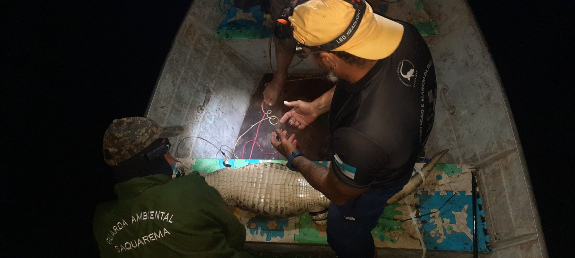 Guarda Ambiental de Saquarema e Instituto Jacaré iniciam projeto de monitoramento de jacarés-de-papo-amarelo - Divulgação/Prefeitura de Saquarema