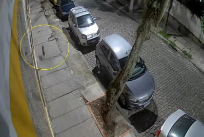 Idosa vai responder por falso roubo de cadela que fugiu em Santa Teresa