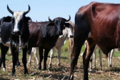 Pecuaristas têm de cinco a 31 de maio para recadastrar o rebanho bovino