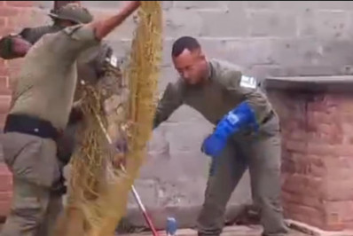 Capivara de 85 quilos se refresca em piscina em Itaipu e é resgatada pela Guarda Municipal