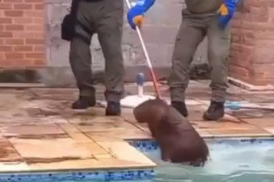 Vídeo: capivara é resgatada em piscina de casa em Niterói 