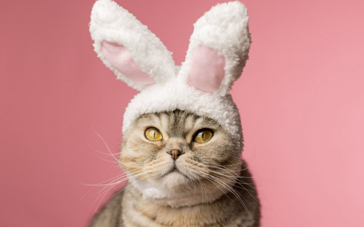 &Eacute; importante manter alimentos da P&aacute;scoa longe dos pets (Imagem: Regina Erofeeva | Shutterstock)