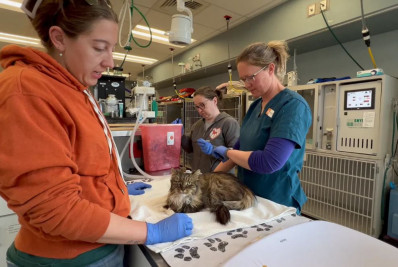 Gata é única sobrevivente de queda em desfiladeiro nos EUA