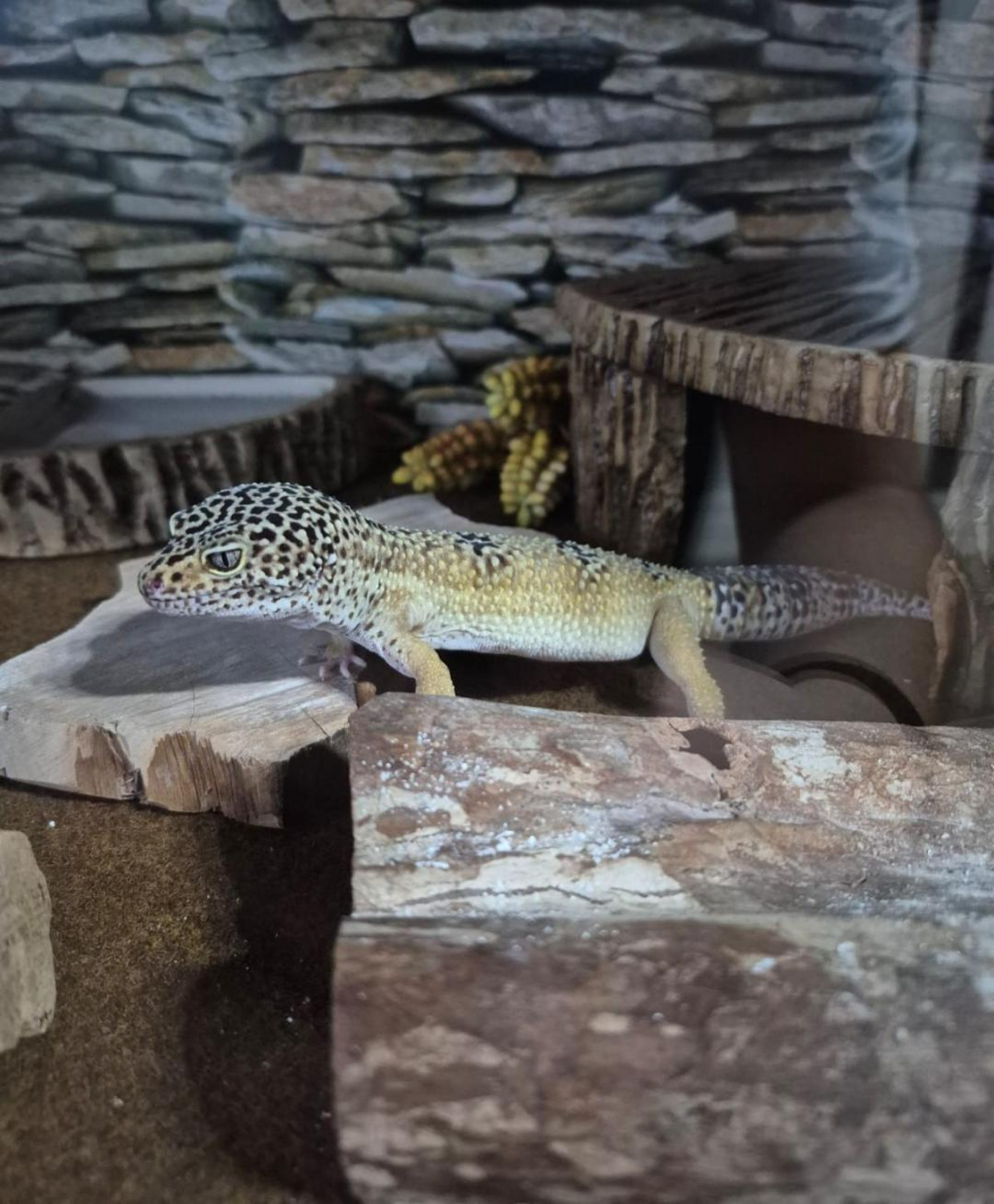 Íris, Leopardo Gecko de estimação