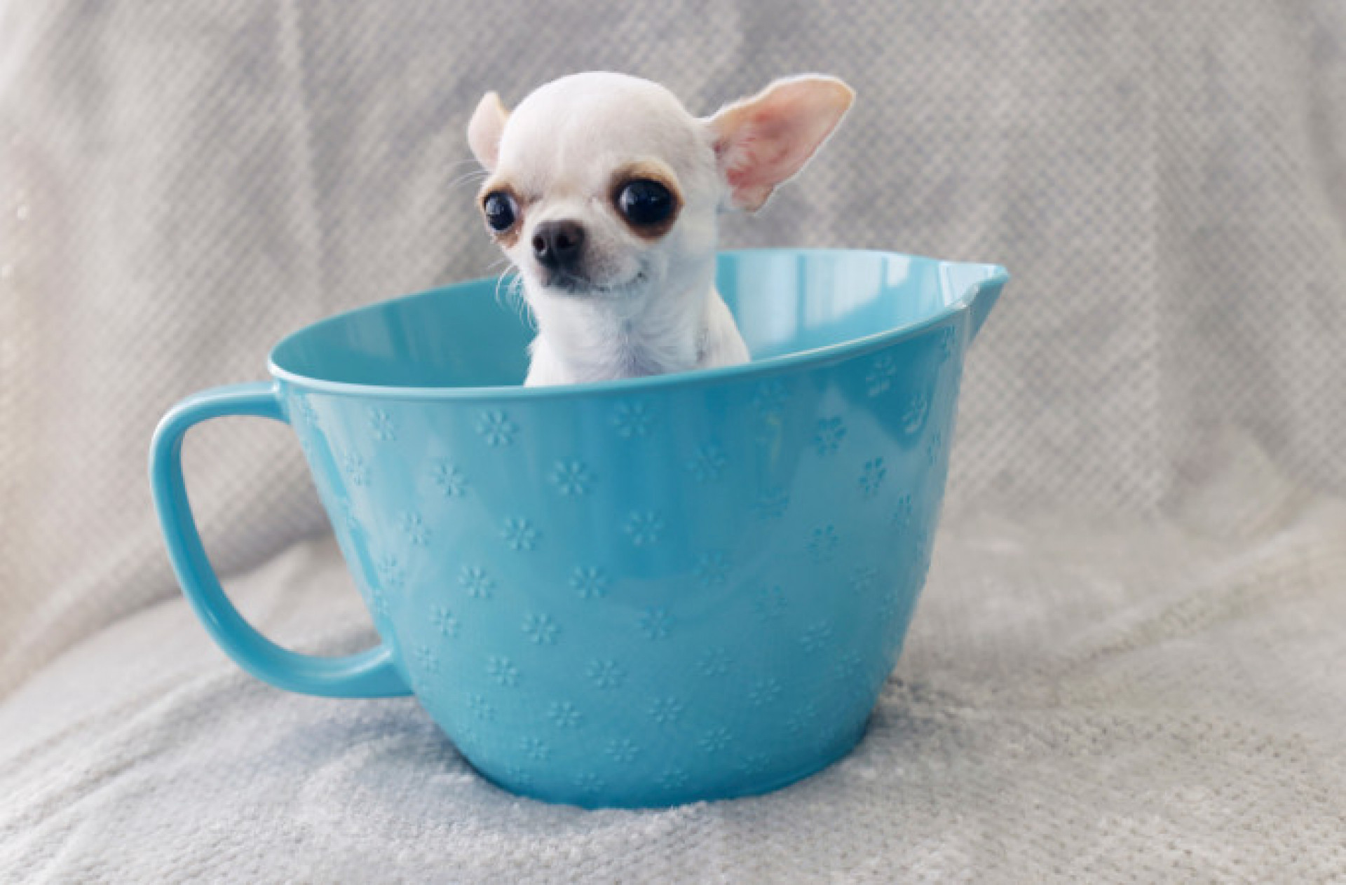 Pearl mede 9,14 centímetros  - Reprodução/Guinness Book