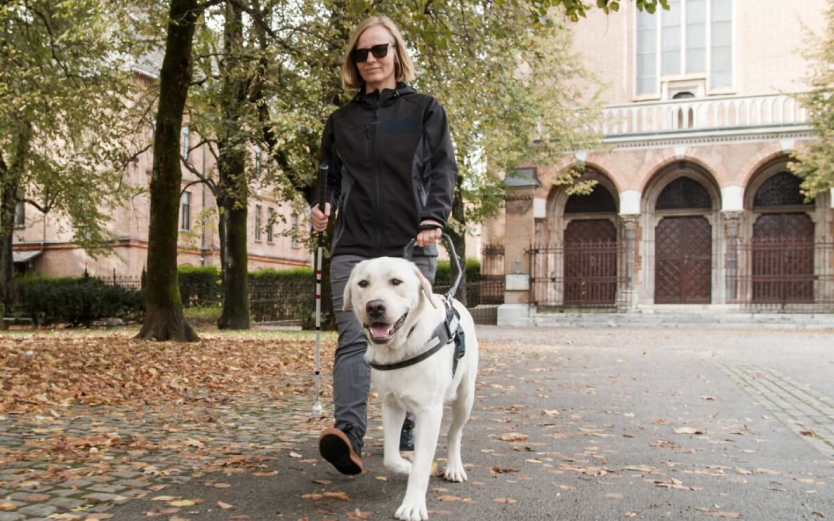 Os c&atilde;es-guia precisam estar em plenas condi&ccedil;&otilde;es f&iacute;sicas e mentais para desempenhar sua fun&ccedil;&atilde;o com seguran&ccedil;a e efici&ecirc;ncia (Imagem: 24K-Production | Shutterstock)