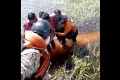 Jacarés, cobras, insetos: Passageiros contam como sobreviveram por 36h após acidente aéreo