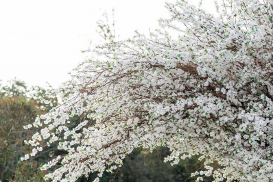 Tudo sobre o casamento de Isis Valverde e Marcus Buaiz: votos, convidados e quem pegou o buquê
