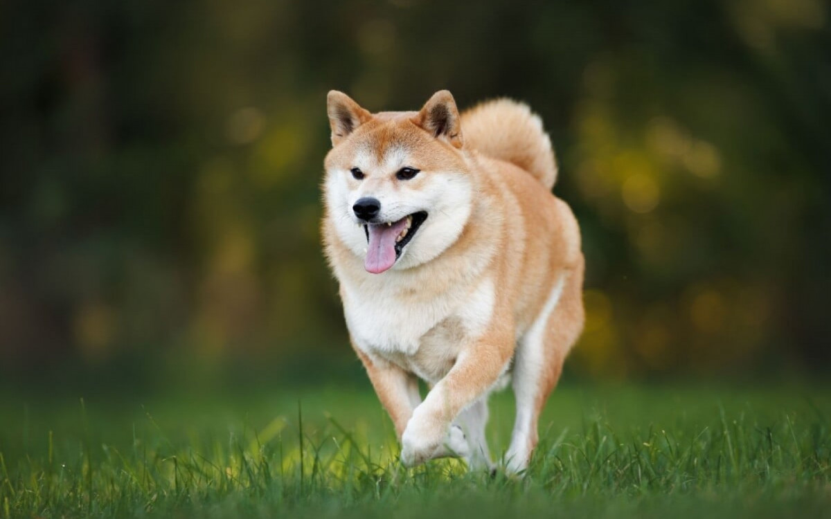 Al&eacute;m dos fatores externos, a gen&eacute;tica tamb&eacute;m influencia a sa&uacute;de dos cachorros (Imagem: otsphoto | Shutterstock) 