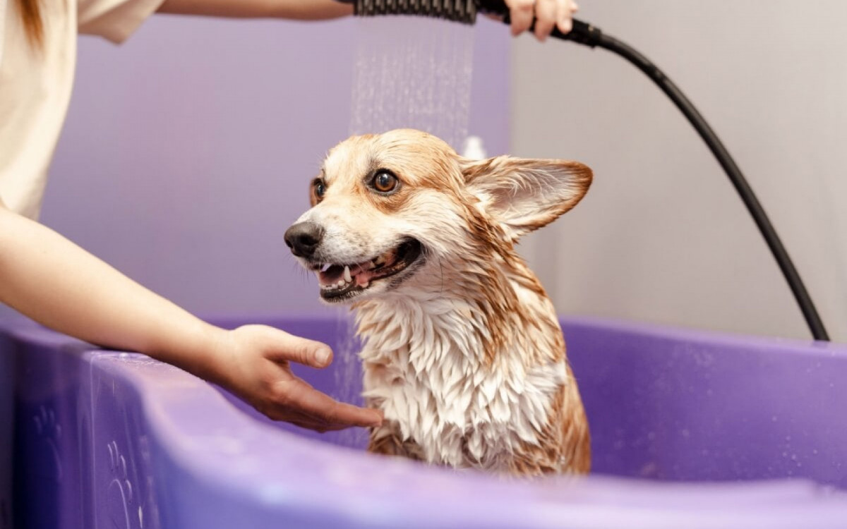 A frequ&ecirc;ncia de banho pode variar conforme o estilo de vida do pet (Imagem: AYO Production | Shutterstock) 