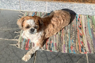 Família de Cordeirinho procura cadela desaparecida