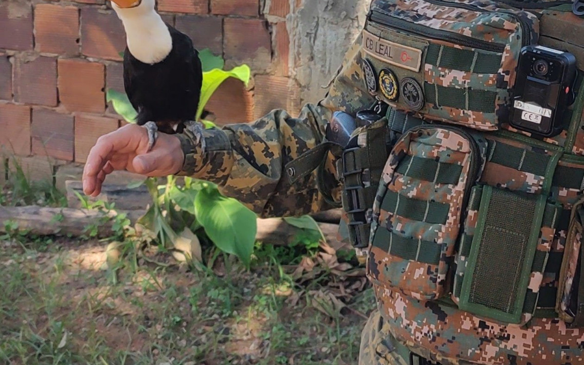 O tucana estava debilitado e com as penas cortadas