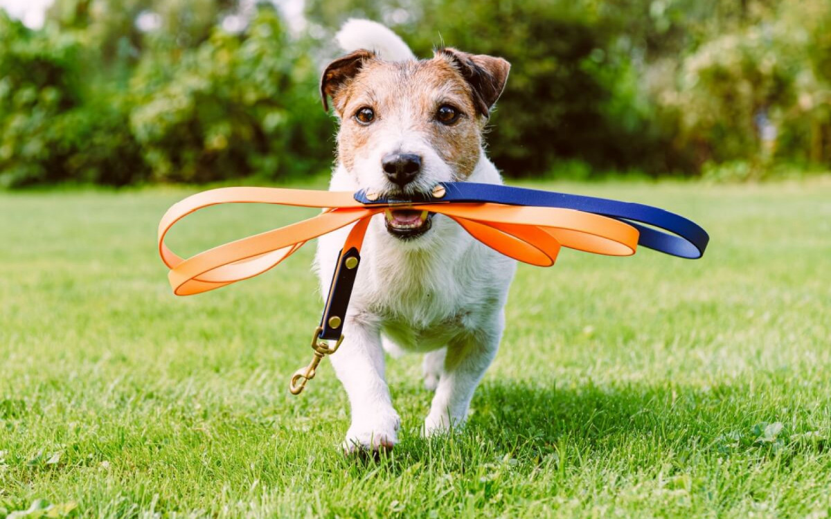 A coleira e a guia mant&ecirc;m a seguran&ccedil;a e a tranquilidade durante o passeio (Imagem: alexei_tm | Shutterstock) 