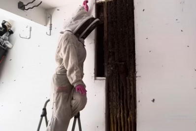 Vídeo! Influenciadora encontra colmeia de 80 mil abelhas em casa, na Flórida