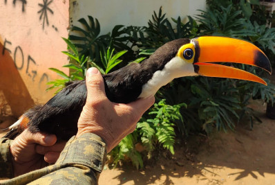 Polícia Ambiental da PM resgata tucano em cativeiro ilegal em Japeri