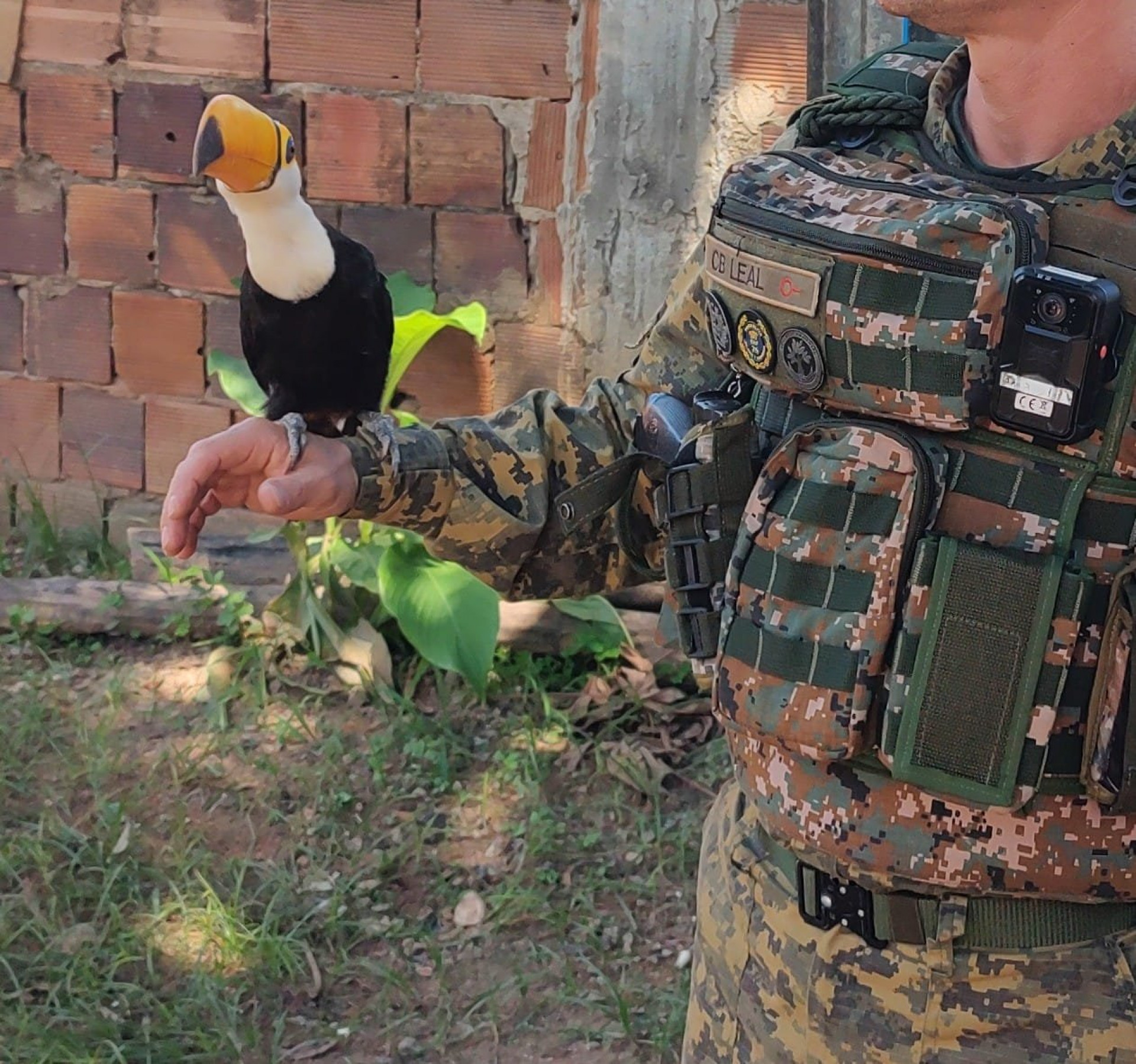 O tucana estava debilitado e com as penas cortadas - Divulga&ccedil;&atilde;o / PMERJ