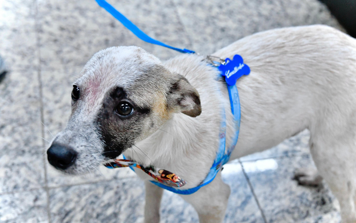 Resgatado e em local seguro, Canellinha ganhou até uma placa de identificação com o seu nome