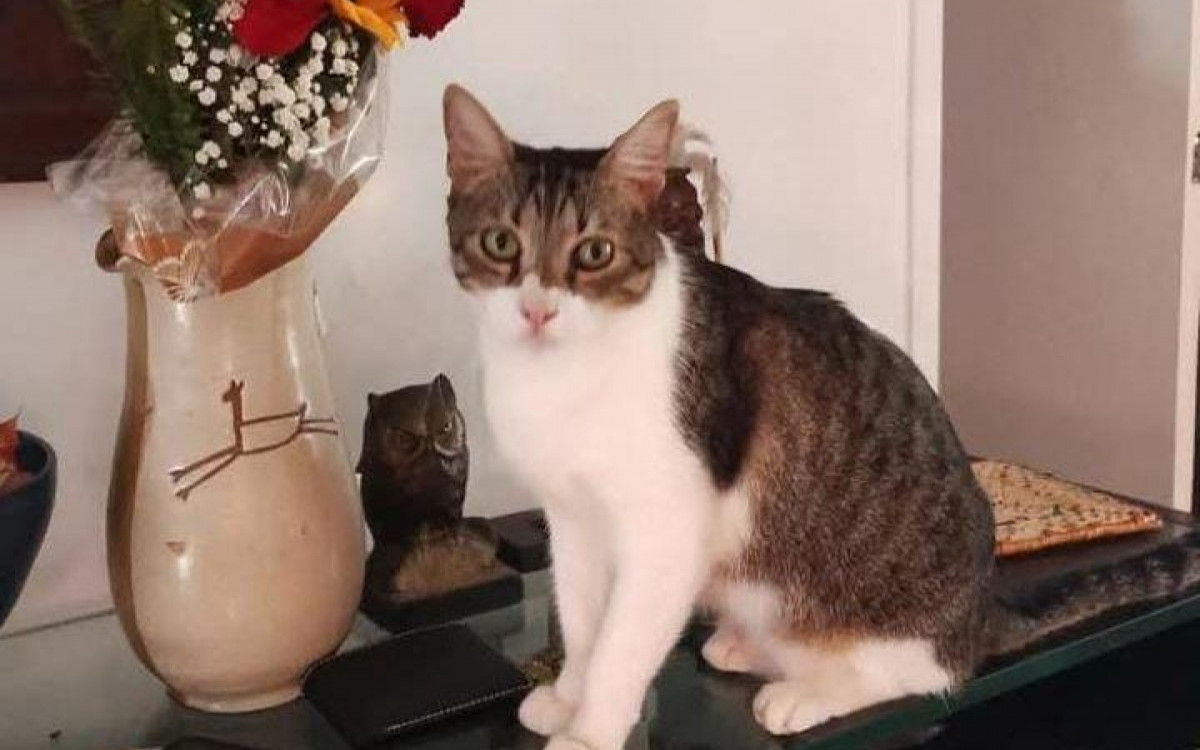 Gatinho John conquistou sua \'mamãe\', que na infância não teve bichos