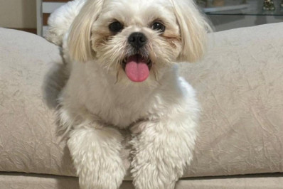 Maternidade de quatro patas: o vínculo real entre tutoras e seus animais