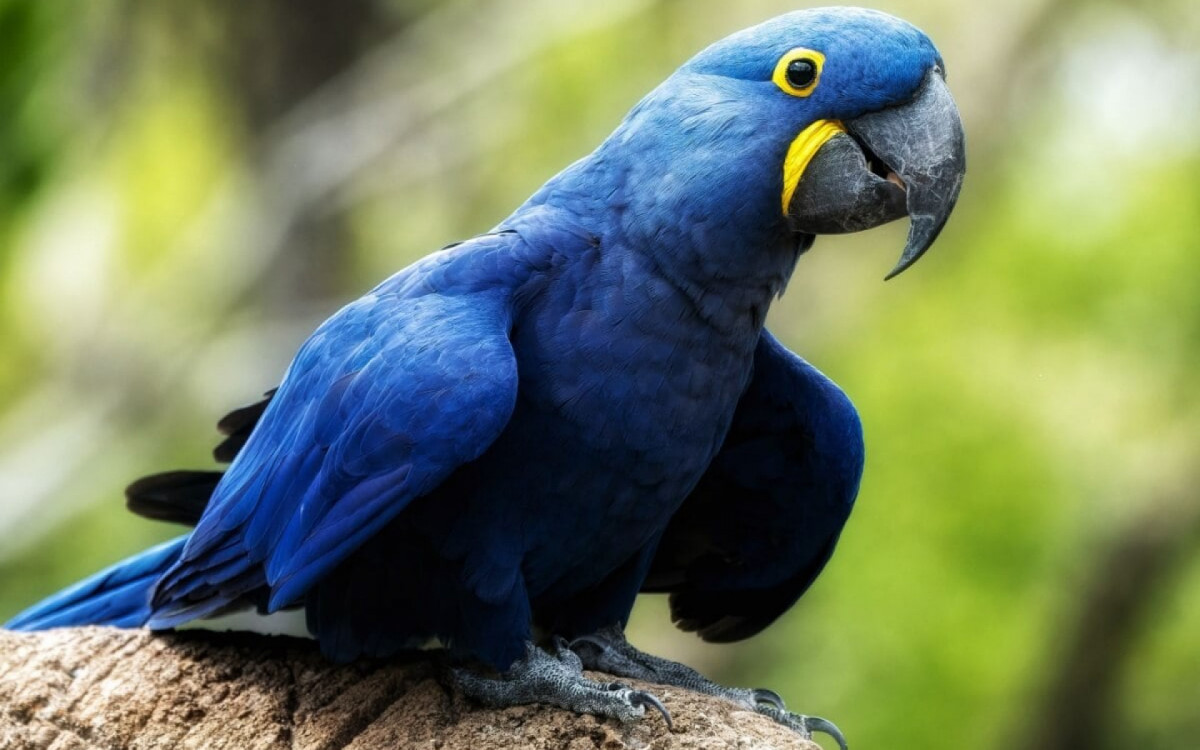 A arara-azul &eacute; origin&aacute;ria principalmente do Pantanal, Cerrado e algumas regi&otilde;es da Amaz&ocirc;nia (Imagem: Purple_Graphics | Shutterstock)