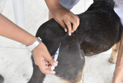 Vacinação antirrábica percorre Macaé com atendimento itinerante até o fim do mês