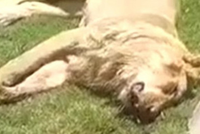 Homem é morto por leão que tentava domesticar no quintal de casa