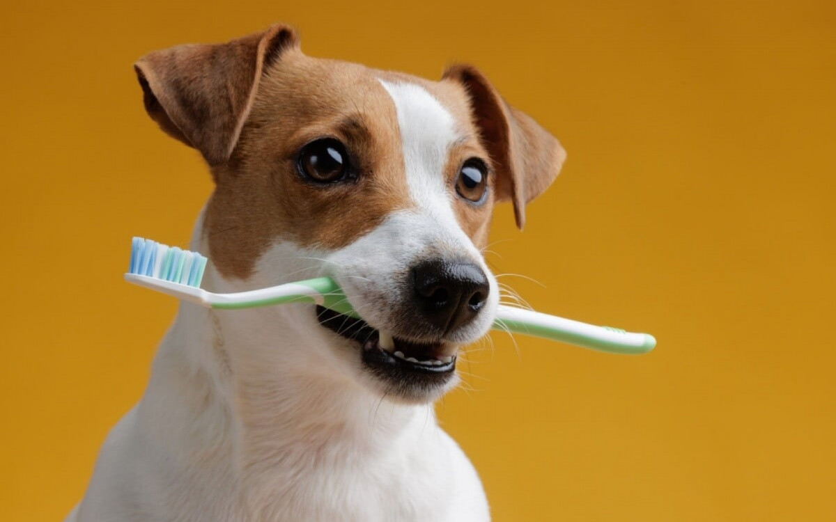 Os dentes dos animais tamb&eacute;m necessitam de cuidados (Imagem: sergey kolesnikov | Shutterstock)