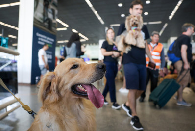 Companhias aéreas podem se negar a embarcar animais de suporte emocional, diz STJ