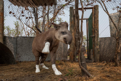 Foto de anta que sobreviveu a incêndio no Pantanal ganha concurso internacional