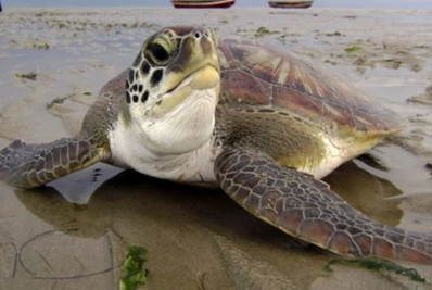 Tartaruga ganha liberdade em Rio das Ostras em ação de conscientização ambiental