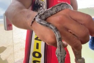 Filhote de jiboia é resgatado por guarda-vidas em Búzios