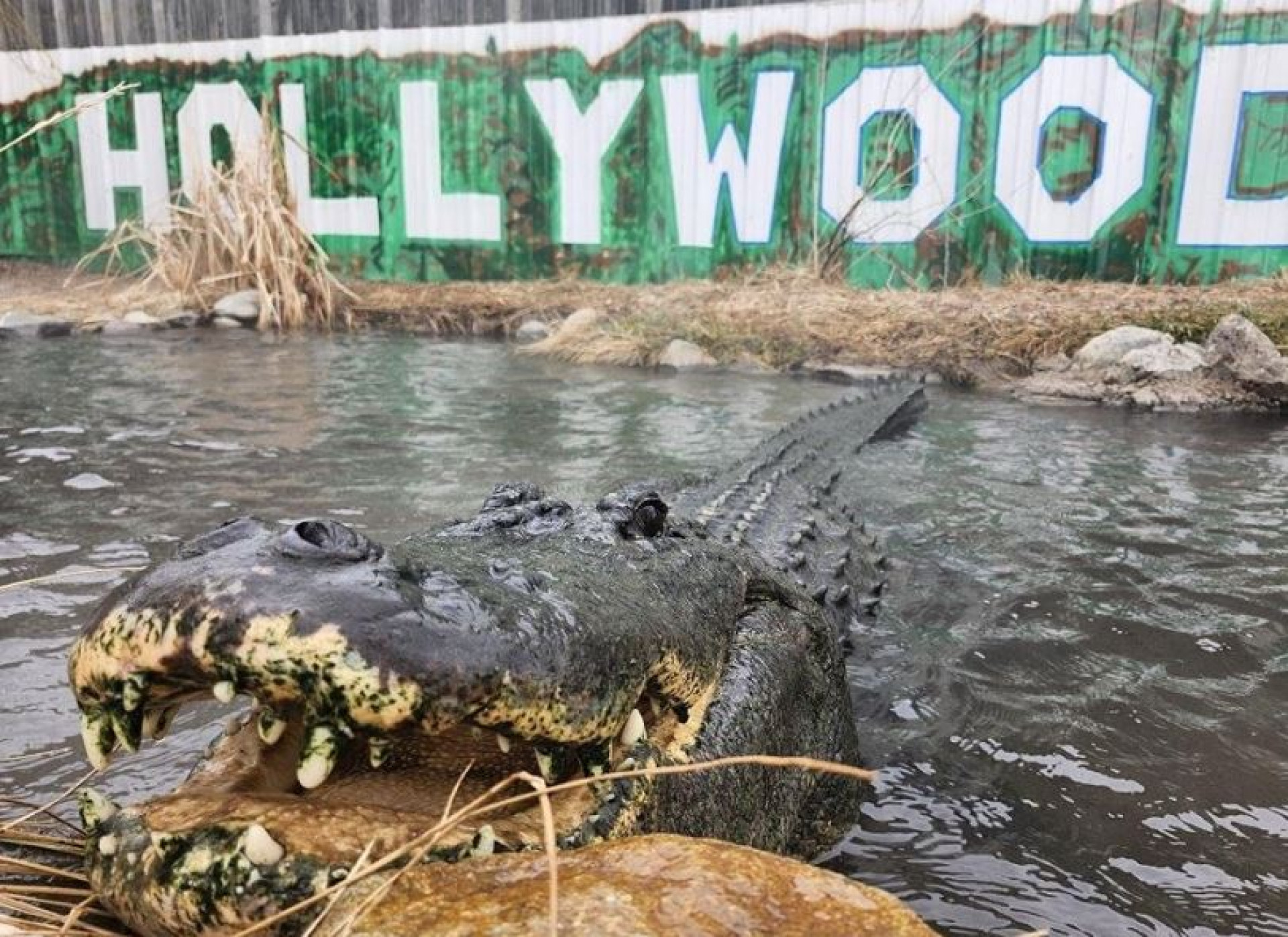 Morris vivia na Colorado Gator Farm, Estados Unidos - Reprodução / Instagram