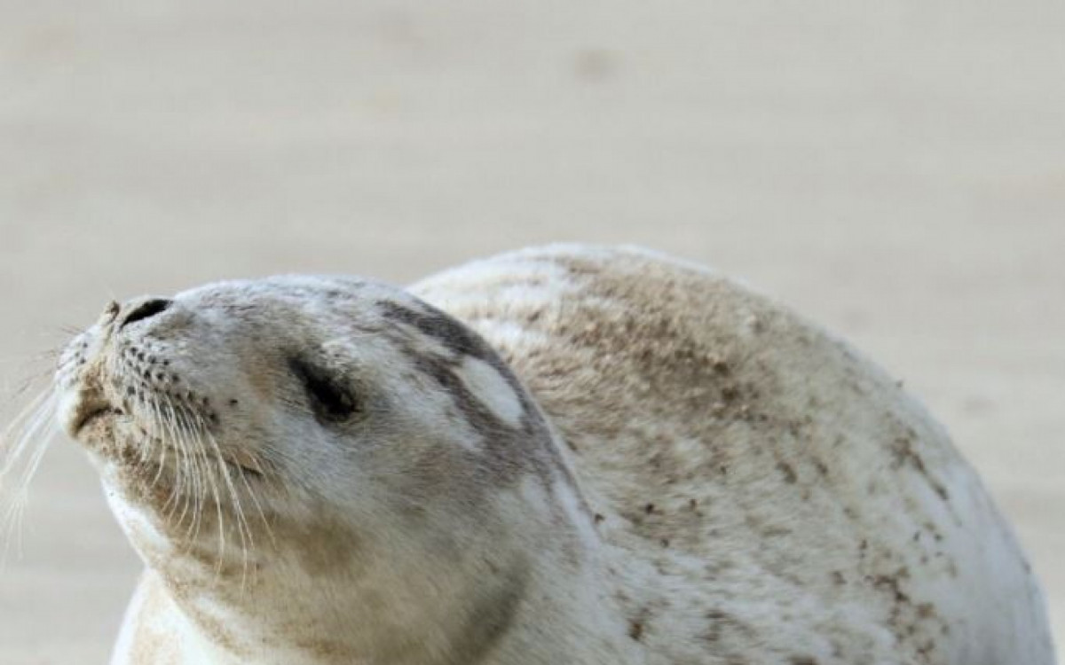A foca-caranguejeira &eacute; uma esp&eacute;cie rara