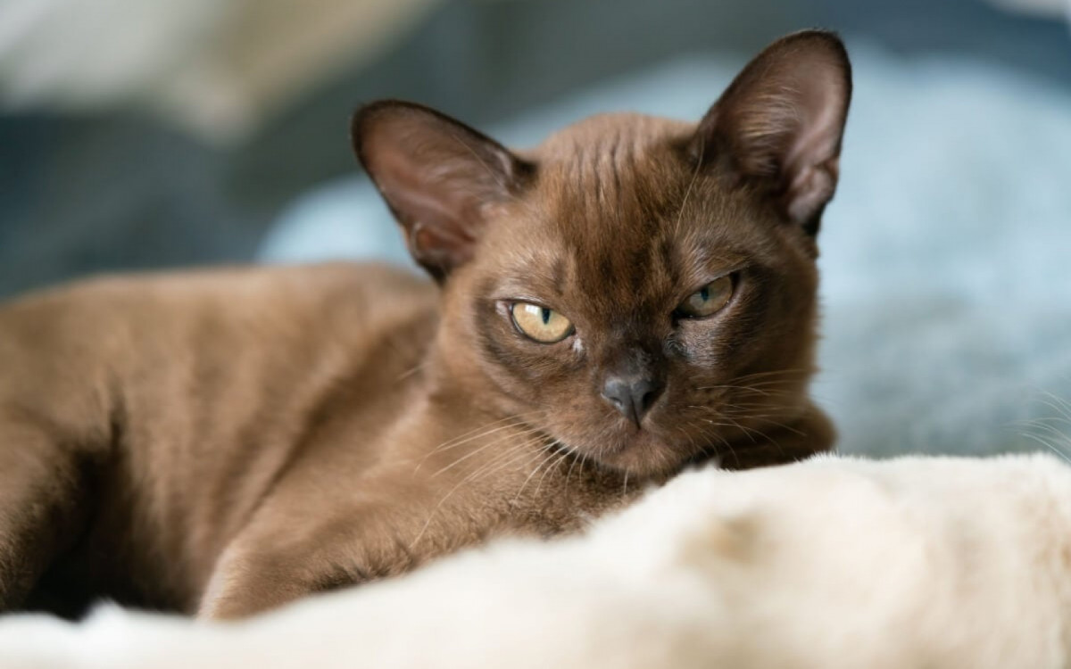 A intelig&ecirc;ncia &eacute; destaque entre algumas ra&ccedil;as de gatos (Imagem: biggunsband | Shutterstock) 