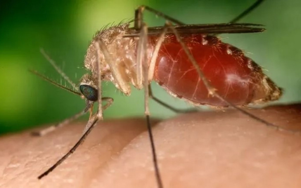 Sintomas de Oropouche são parecidos com os da dengue e 