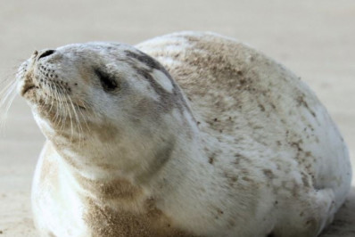 Animal típico da Antártida faz aparição inédita em Santa Catarina
