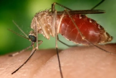 Rio confirma mais duas mortes por febre do Oropouche