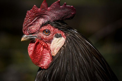 Gripe aviária em granja brasileira: quais os riscos para a saúde?