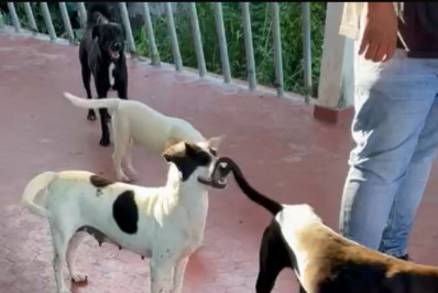 Mais de dez cães e gatos são encontrados em casa abandonada na Zona Oeste