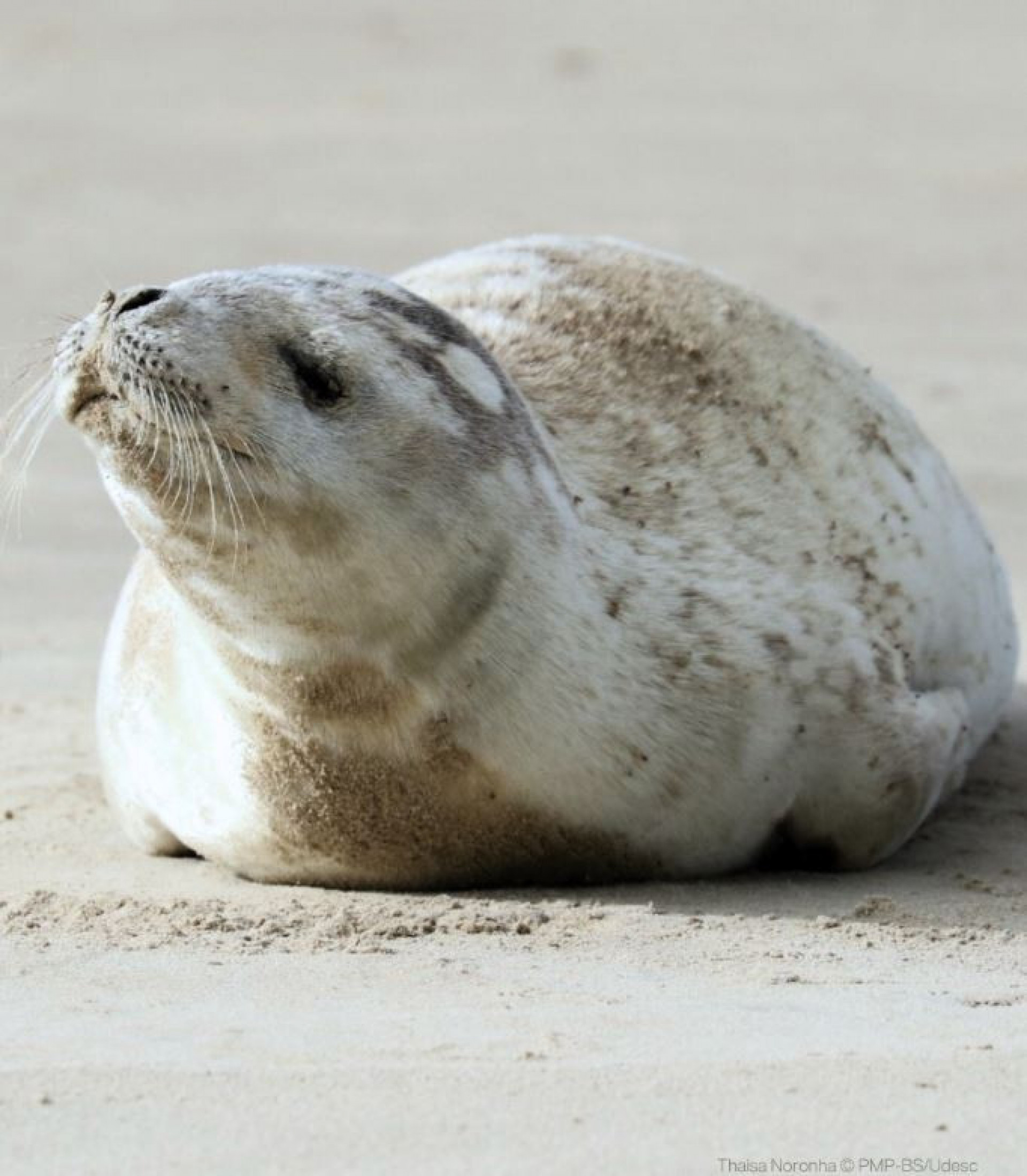 A foca-caranguejeira é uma espécie rara - Divulgação / Laborato?rio de Zoologia da Udesc