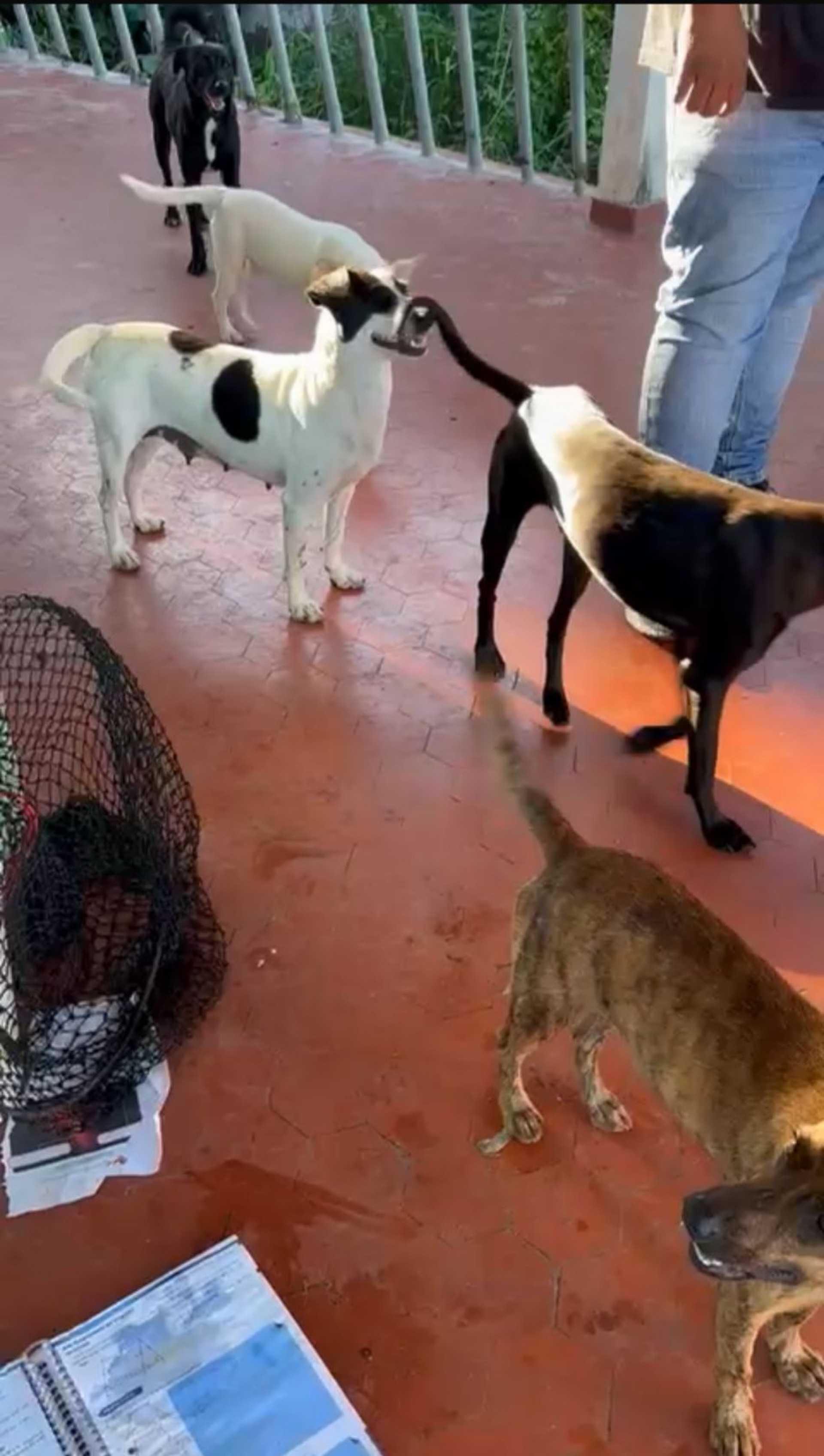 Equipes da Secretaria Municipal de Proteção e Defesa dos Animais realizaram o resgate