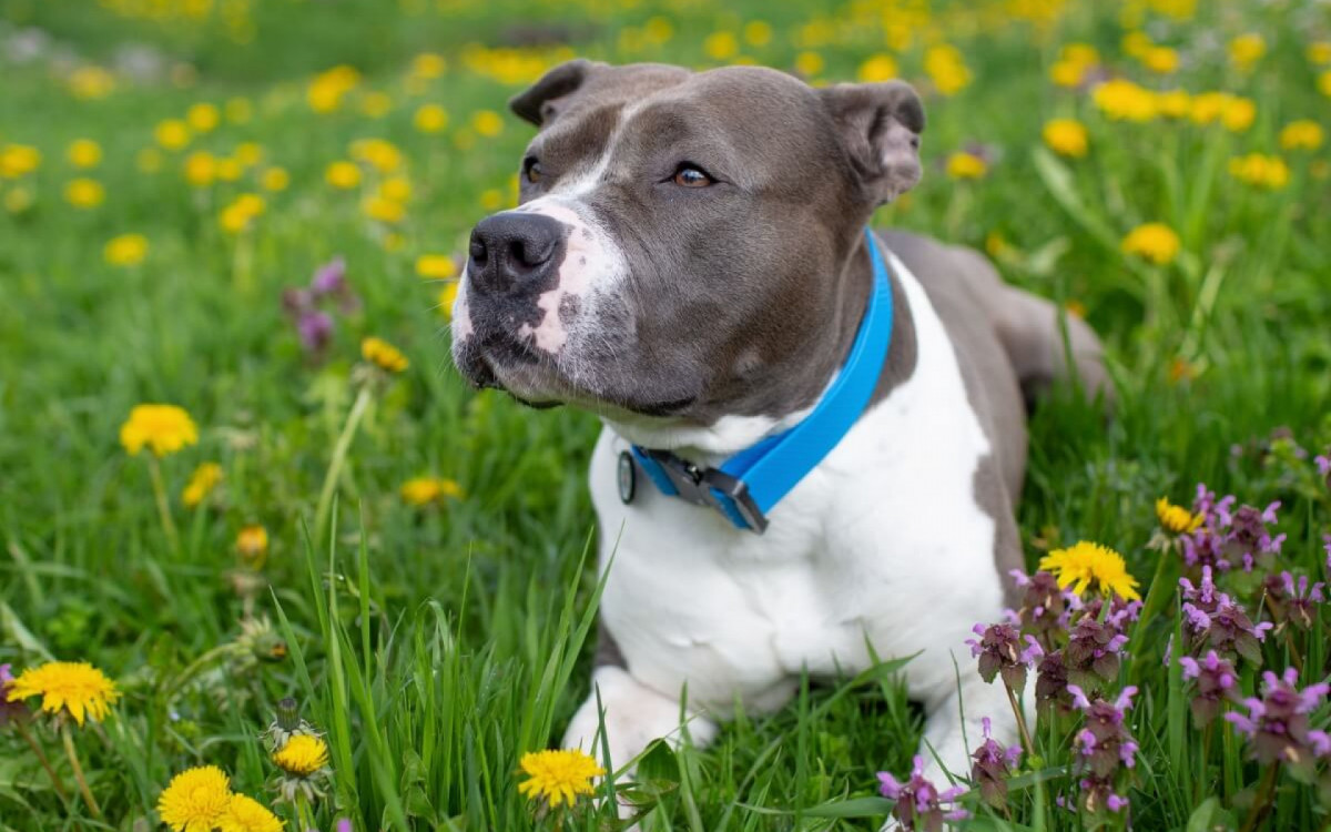 O staffordshire bull terrier&nbsp;tem um temperamento d&oacute;cil e &eacute; muito apegado &agrave; fam&iacute;lia (Imagem: Shtanko Oksana | Shutterstock) 