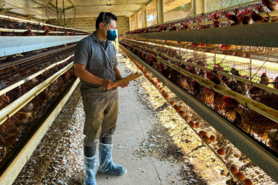 Defesa Agropecuária de SP inspeciona granjas que receberam material avícola do RS