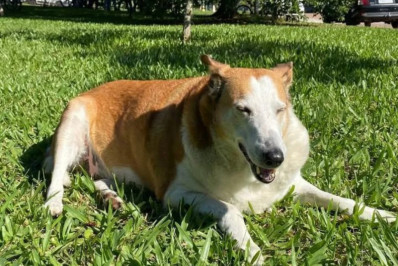 Conheça Silveira, cachorro 'reitor' da UFSM que viralizou nas redes