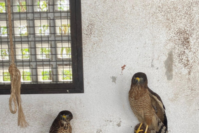 ASAS fortalece preservação ambiental com resgate de 88 animais em abril