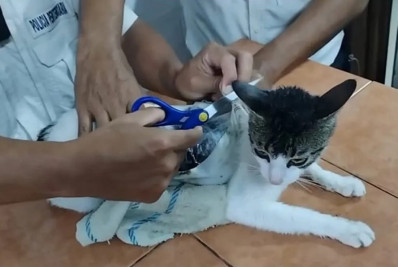 Vídeo: Gato 'narcotraficante' é 'capturado' após levar drogas para prisão na Costa Rica